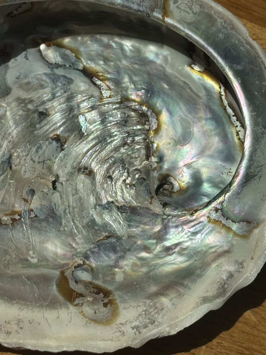 Fossilien: grosse Abalone Muschel -   Naturperlmutter – Neu (gemäss Beschreibung) aus Gurmels von topsommer 5