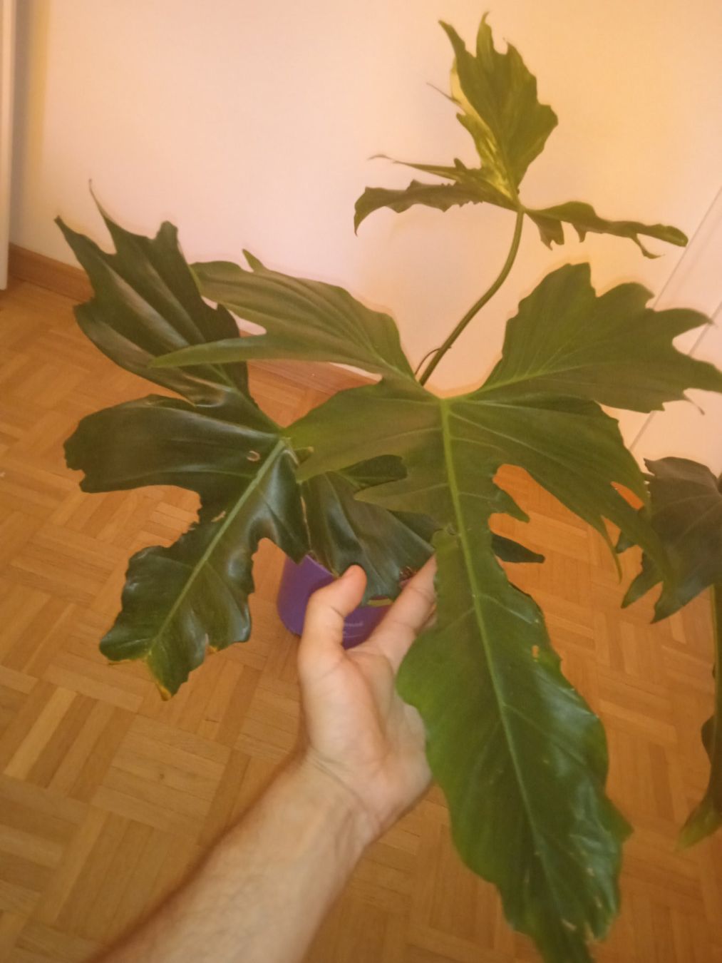 Piante & sementi: Philodendron Florida beauty X bobcee 9 – Usato da Lausanne venduto da kta_tss7 1