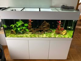 Komplettes Aquarium zum Verkaufen – 450l