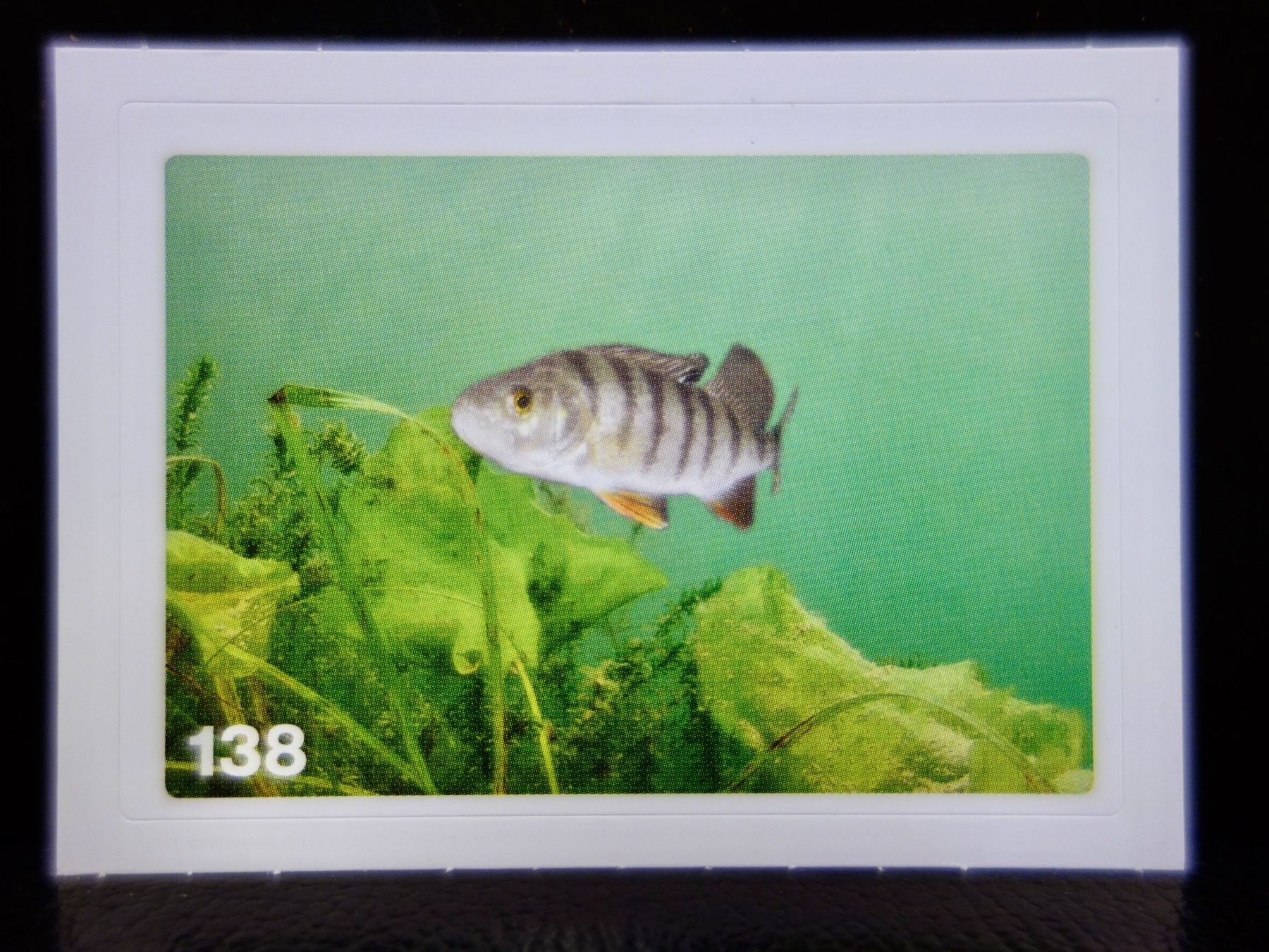 Migros Sammelbilder & Trading cards: MIGROS MANIA Nature Detectives Nr. 138 – Neu und originalverpackt aus Kerzers von djstarsky73