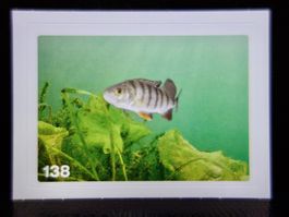 MIGROS MANIA Nature Detectives Nr. 138