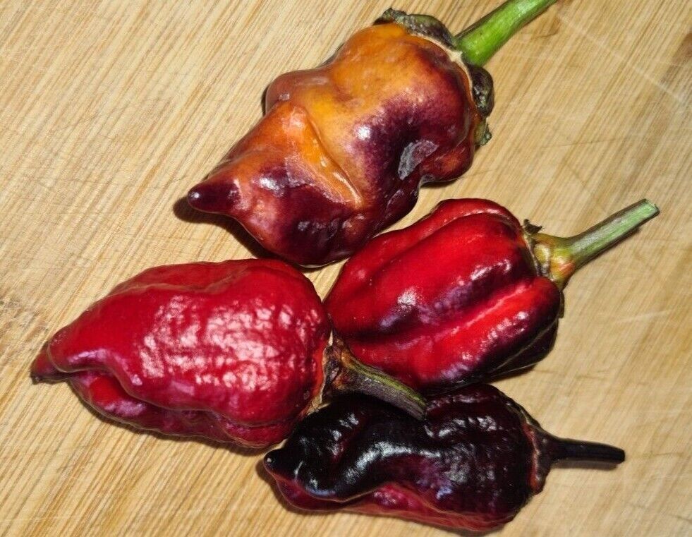 Piante & sementi: Piment de collection  7POT Bubblegum  2g – Nuovo (secondo la descrizione) da Bremblens venduto da FIBONACCI369 1
