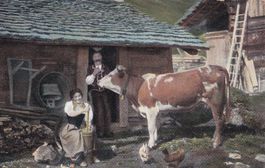 Landwirtschaft Bauernhof Bauern Kuh