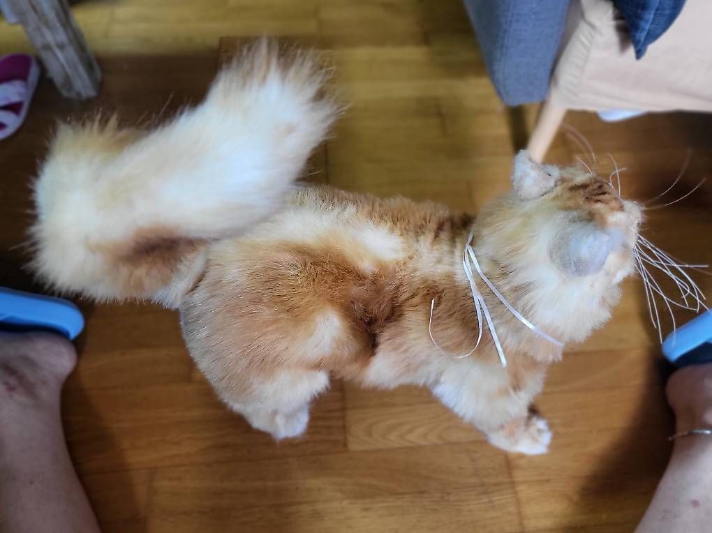 Statuette: Wunderschöne Plüsch Katze 50cm – Usato da Reigoldswil venduto da Paola_87 2