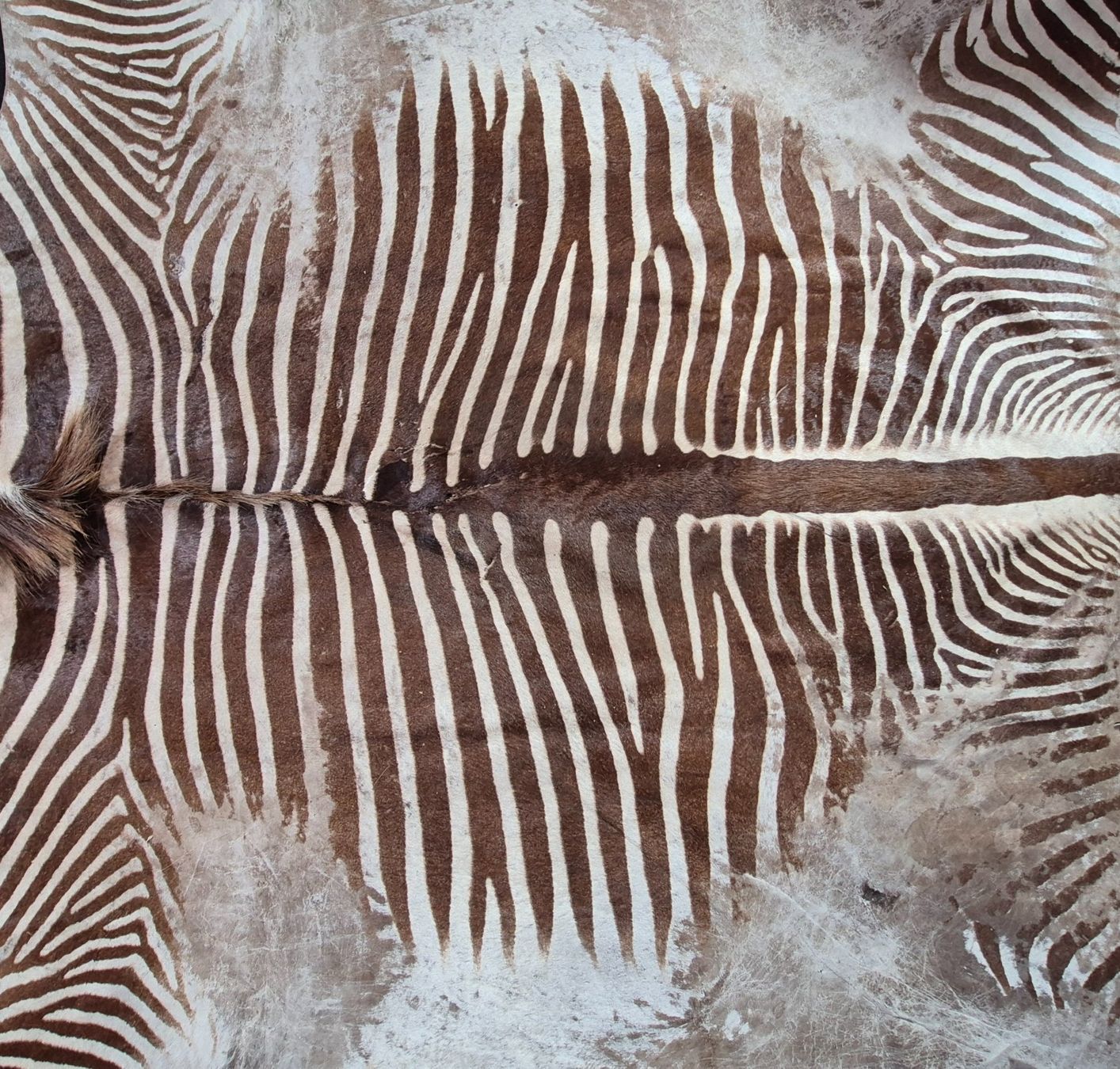 Welt der Tiere: Veritable peau de zebre de Grevy/ Echtes Grevy Zebrafell – Gebraucht aus Treyvaux von Kbh2000 3