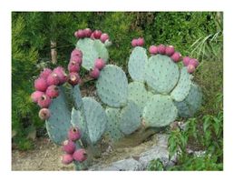 Rad Feigenkaktus - Opuntia robusta - 10 Samen