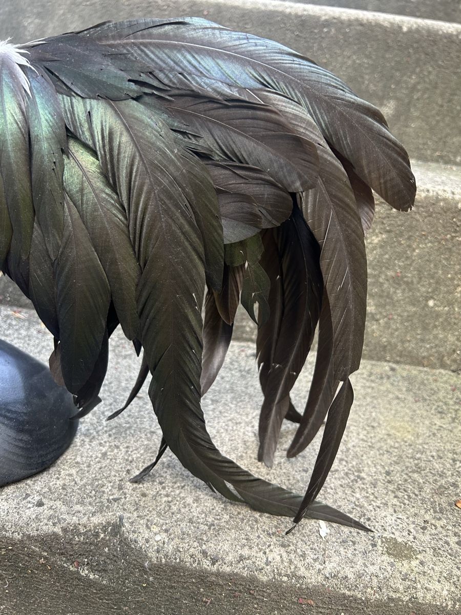 Monde des animaux: Zwerghahn – D'occasion à Buchs AG par Sphenodus 3