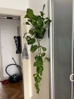 Hängende Epipremnum  (112 cm) Pflanze
