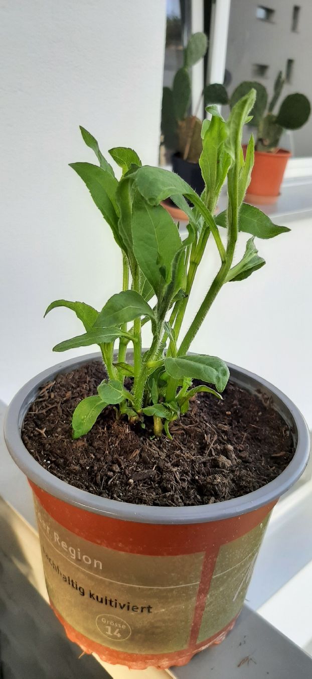 Plantes & graines: Mehrtriebige Topinambur, essbare Knollensonnenblume – Neuf avec emballage d'origine à Kreuzlingen par Vwpassat6 2