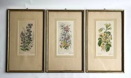 Gemälde von Blumen*Lithographie / kolorierten Kupferstichs*