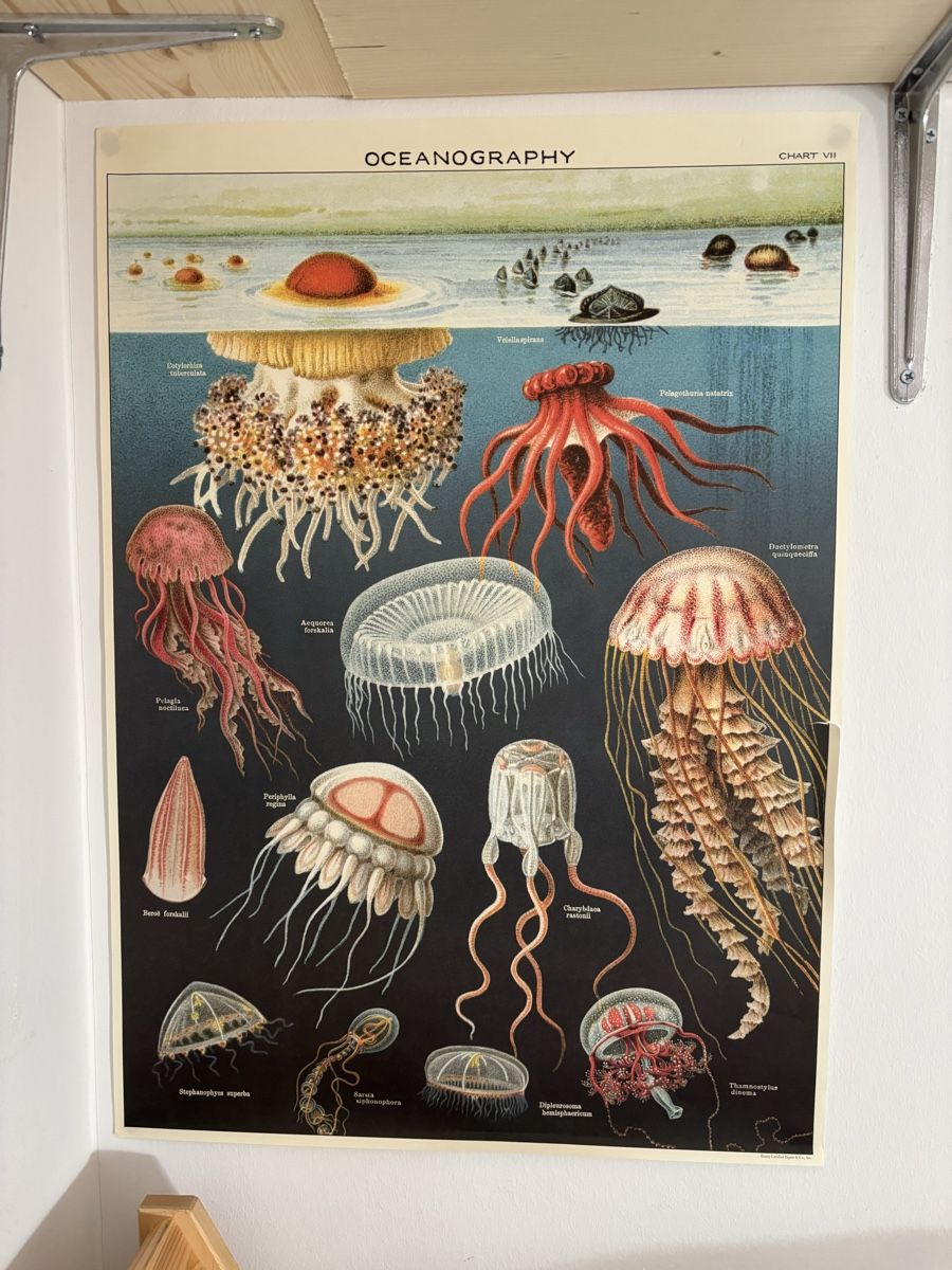 Foto & Immagini: Lehrmittel Oceanography Chart VII Quallen Poster  – Usato da Bern venduto da wisemagpie 3