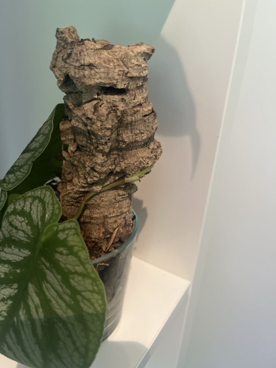 Piante & sementi: Monstera Dubia  – Usato da geroldswil venduto da Mimisa 2