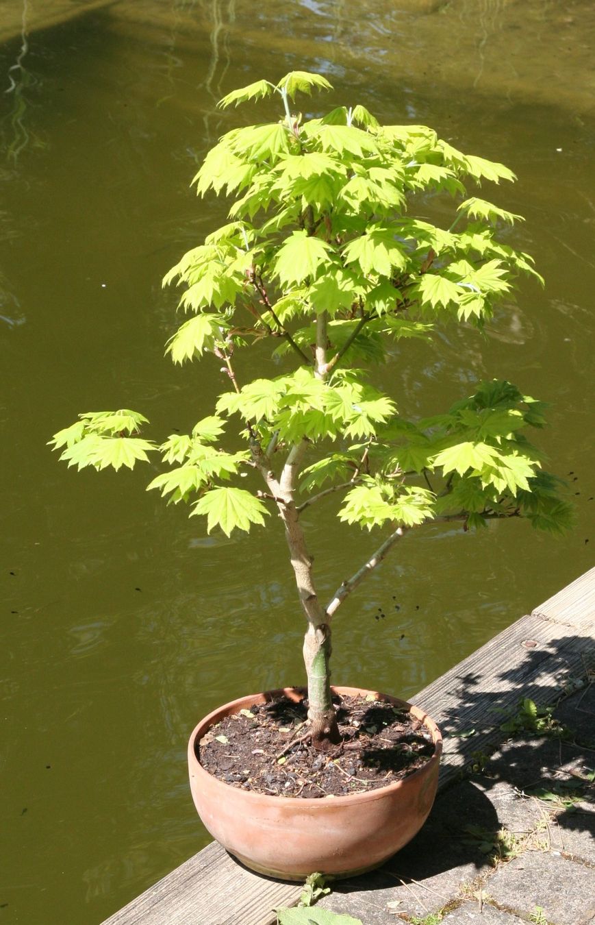 Piante & sementi: BONSAI  -  Goldahorn – Usato da Gretzenbach venduto da Sikim 1
