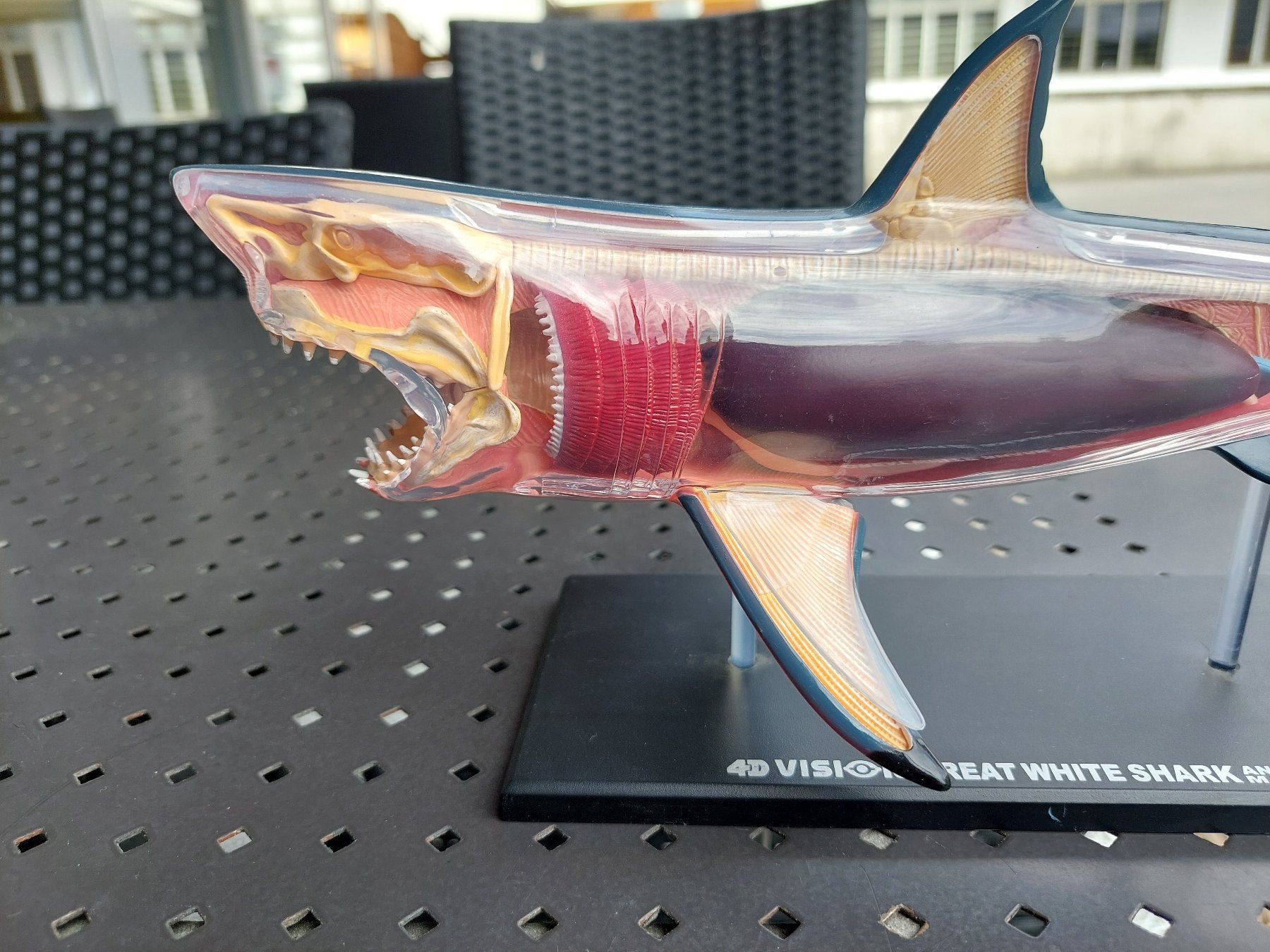 Modellbausätze & Standmodelle: 4D VISION - GREAT WHITE SHARK - ANATOMY MODEL – Gebraucht aus Spiegel b. Bern von  4