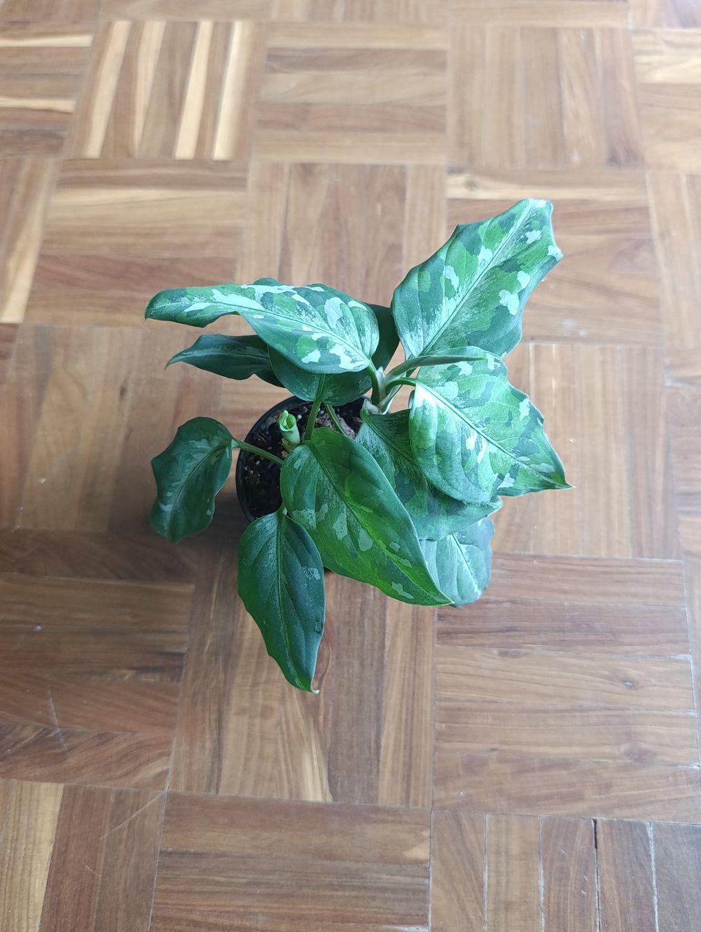 Piante & sementi: Aglaonema pictum tricolor – Usato da Baar venduto da L.isa28