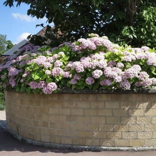 Piante & sementi: Hortensia lila  'Ayesha'  2 PLANTS – Nuovo (secondo la descrizione) da Bremblens venduto da FIBONACCI369 3
