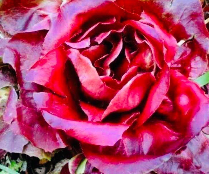 Piante & sementi: ROTE ZICHORIE 🌱 CHICORÉE ROUGE – Nuovo e nell'imballaggio originale da Rovio venduto da POSITIFFARTandPLANTS 4