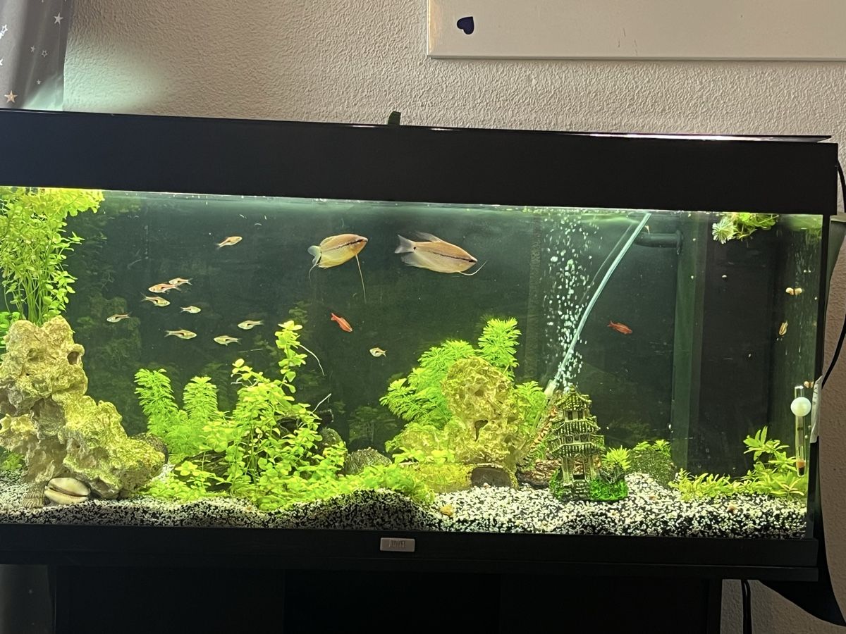 Aquarium: Aquarium – D'occasion à Nänikon par Baetzi10 2