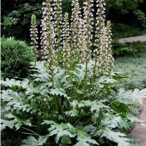 Plantes & graines: Weicher Akanthu - Acanthus mollis - 12 grosse Samen – Neuf avec emballage d'origine à Sumiswald par Cham14558 3