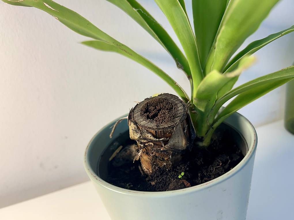 Pflanzen & Samen: Yucca mit Übertopf  – Neu und originalverpackt aus Frauenfeld von Irene.Schuppli 1
