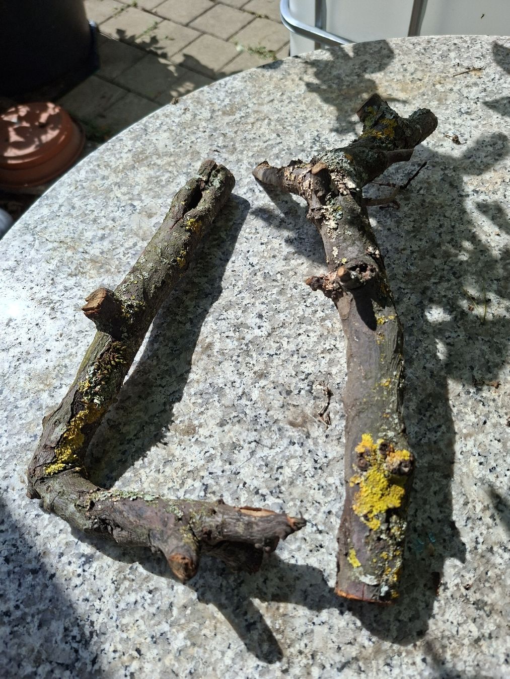 Holzartikel: Quitten Holz, Quittenholz – Gebraucht aus basel von baselinseli