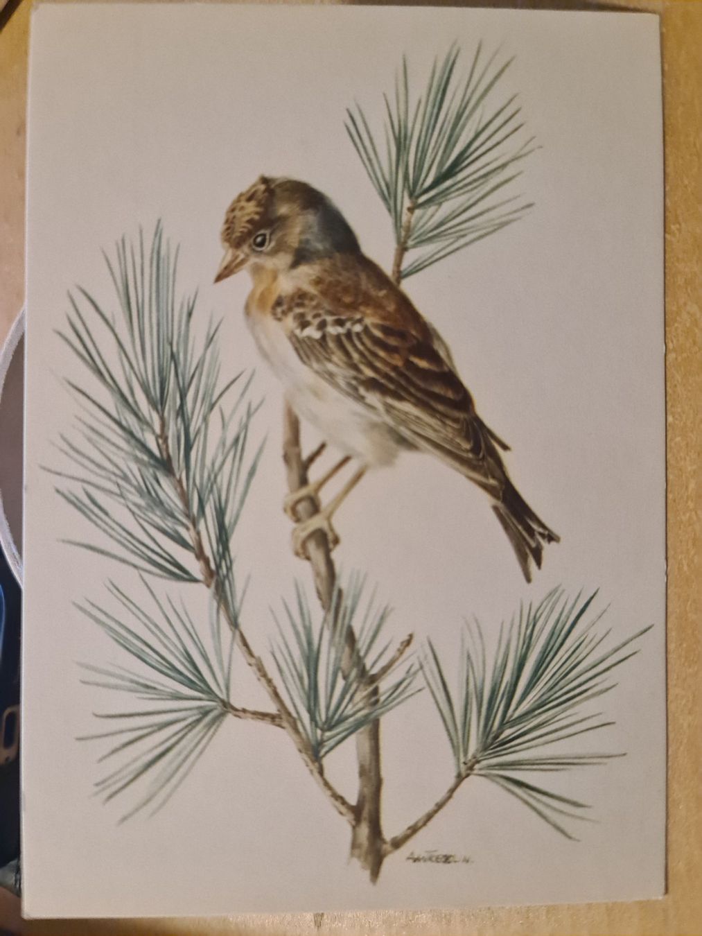 Cartoline postali: Ansichtskarte mit Bergfink Vogelmotiv - Winterzeit! – Nuovo (secondo la descrizione) da Dintikon venduto da Vexi