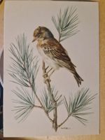 Ansichtskarte mit Bergfink Vogelmotiv - Winterzeit!