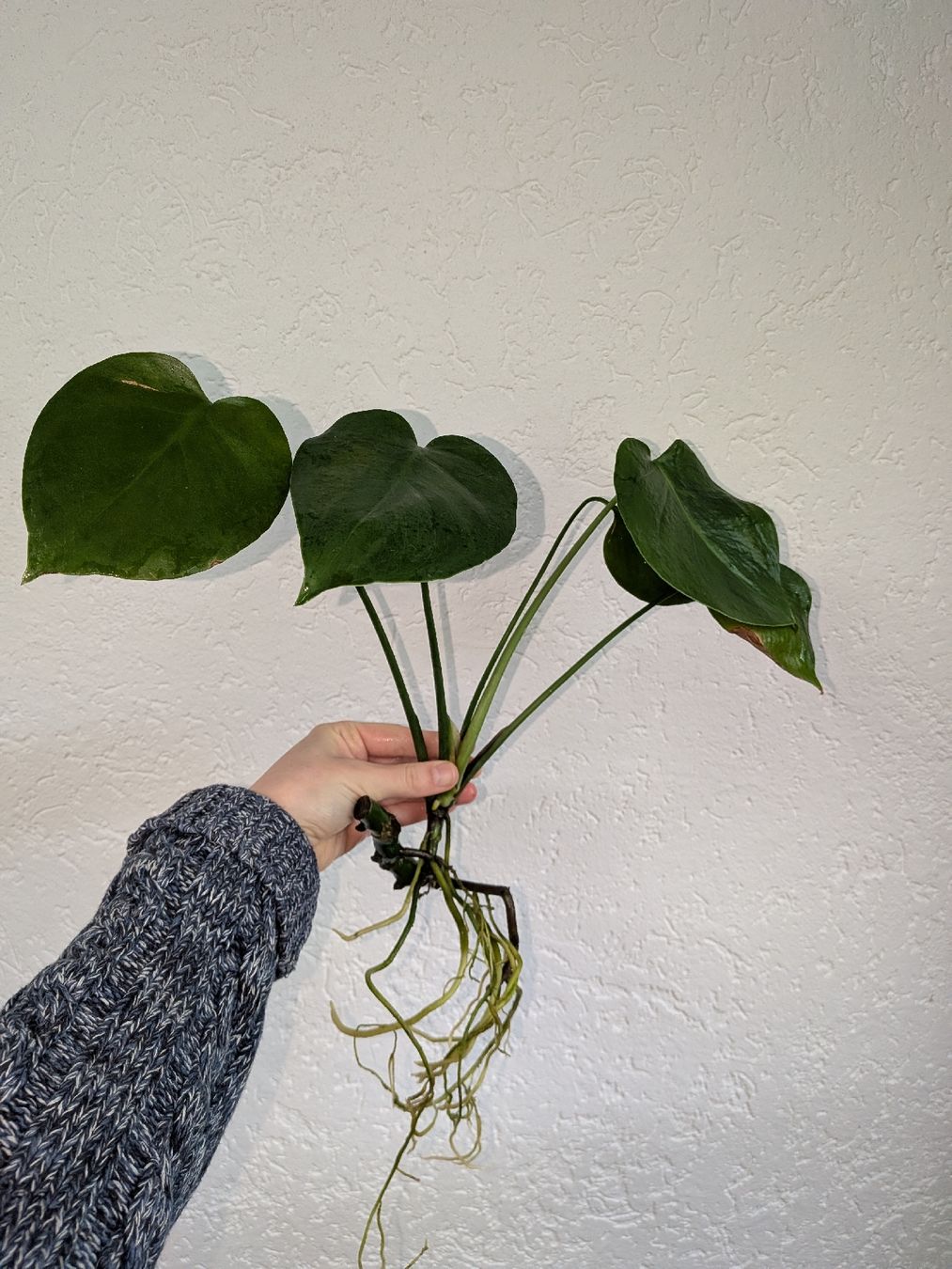 Piante & sementi: Monstera Deliciosa - gut bewurzelter Ableger – Usato da Weier im Emmental venduto da sel_j9yz