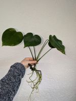 Monstera Deliciosa - gut bewurzelter Ableger