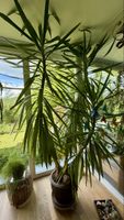 Yucca-Palme XXL für hohen Raum oder Galerie