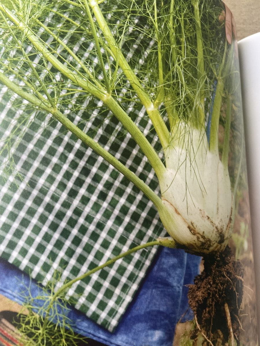 Libri: Teubner VEGETARISCH – Nuovo (secondo la descrizione) da Wildensbuch venduto da Mangosteen7 3
