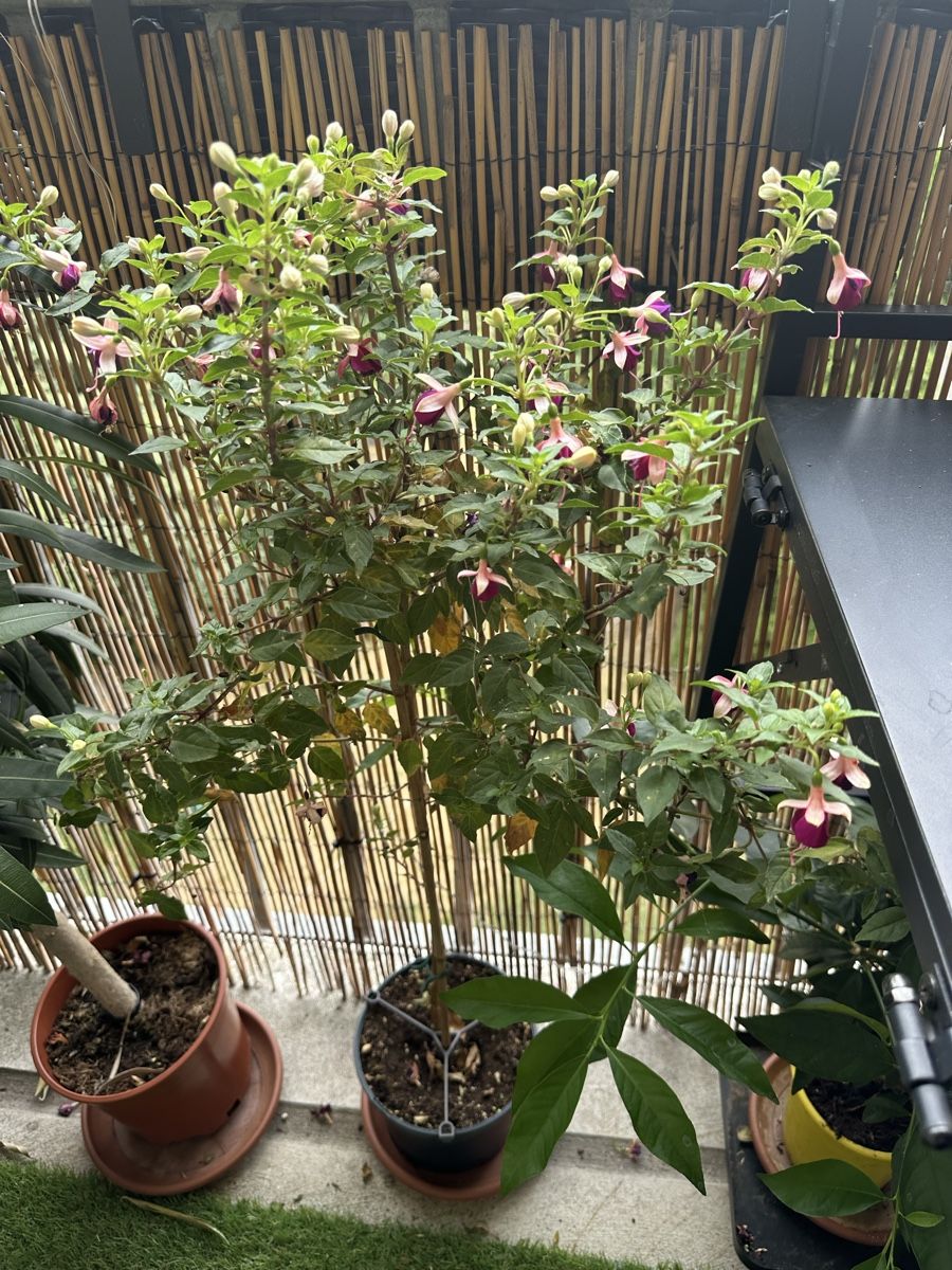 Plantes & graines: Fuchsien Bäumchen. Ca 1 m – D'occasion à Bern par womiman 2