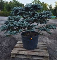 Grosser & gesunder Abies procera ‘Glauca’ Bonsai