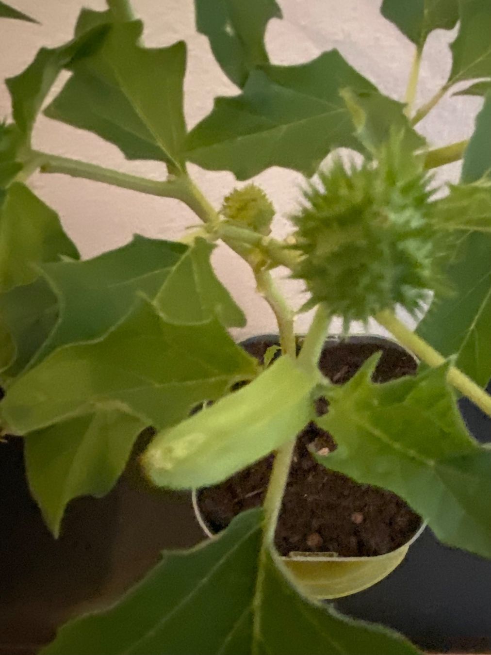 Piante & sementi: Gemeiner Stechapfel, Datura stramonium – Nuovo (secondo la descrizione) da Hochfelden venduto da powerplay61 4