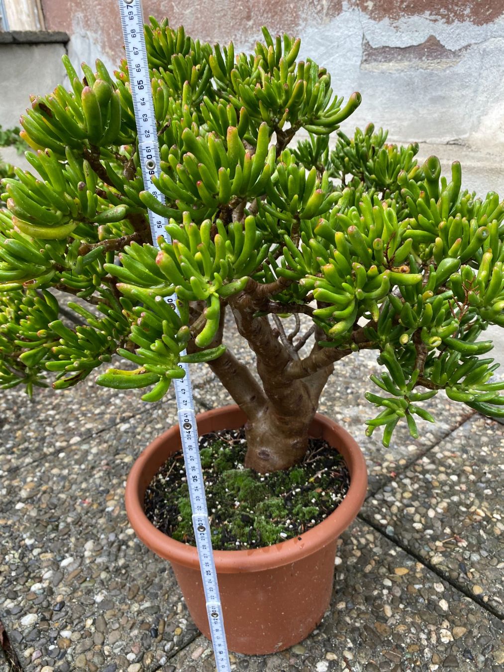 Pflanzen & Samen: Geldbaum crassula Talerbaum dickblatt – Gebraucht aus Schönenberg ZH von struzzi 3