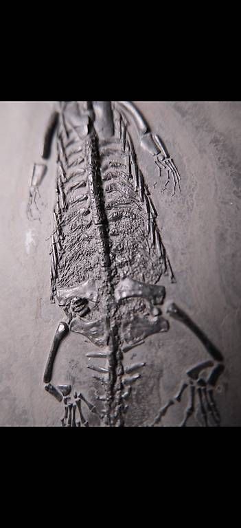 Fossili: Keichousaurus Fossil (trächtig) – Usato da Abtwil AG venduto da dca_gch7 3