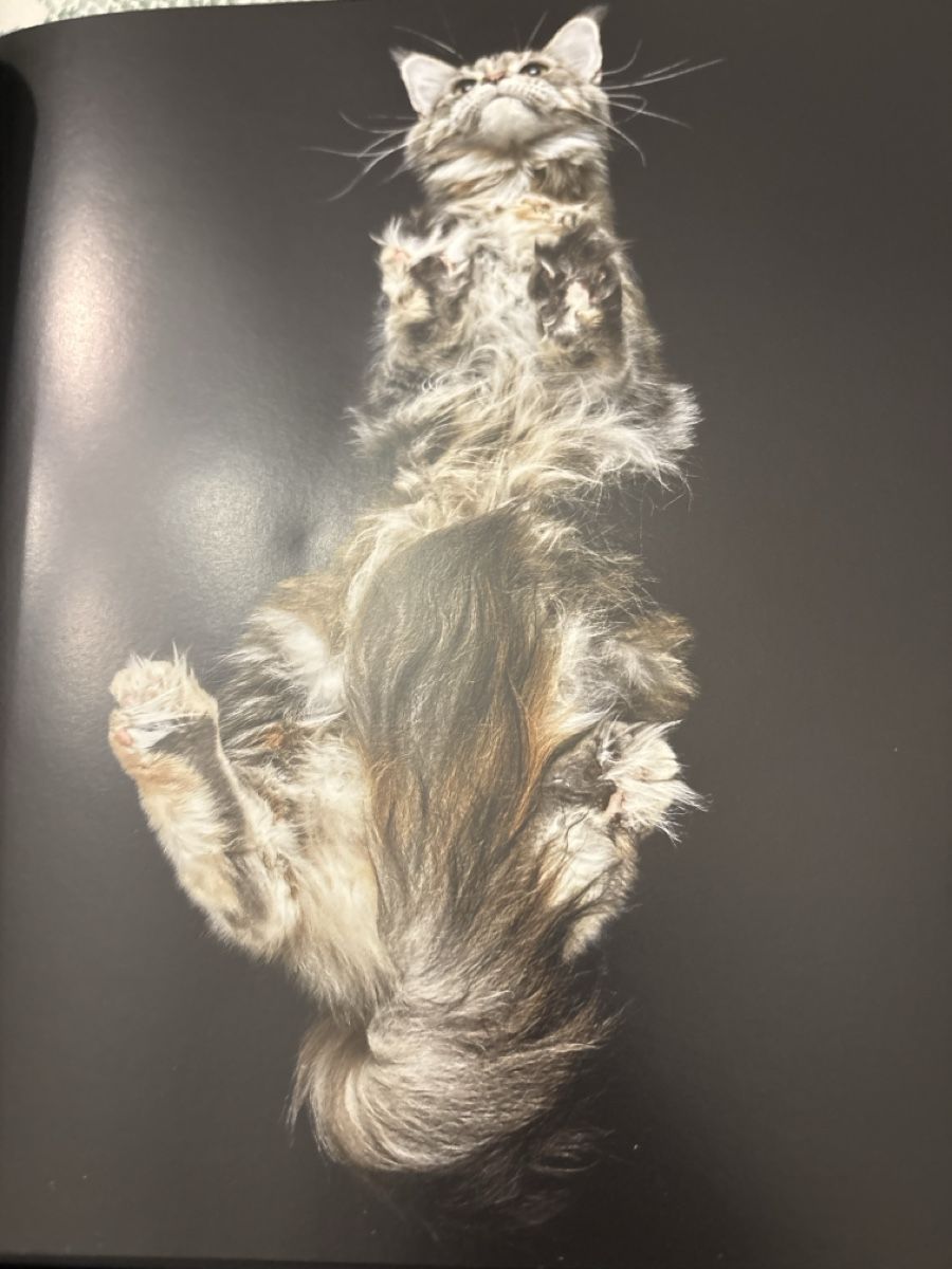 Libri: Unter Katzen – Nuovo (secondo la descrizione) da Schaffhausen venduto da Reporter 3