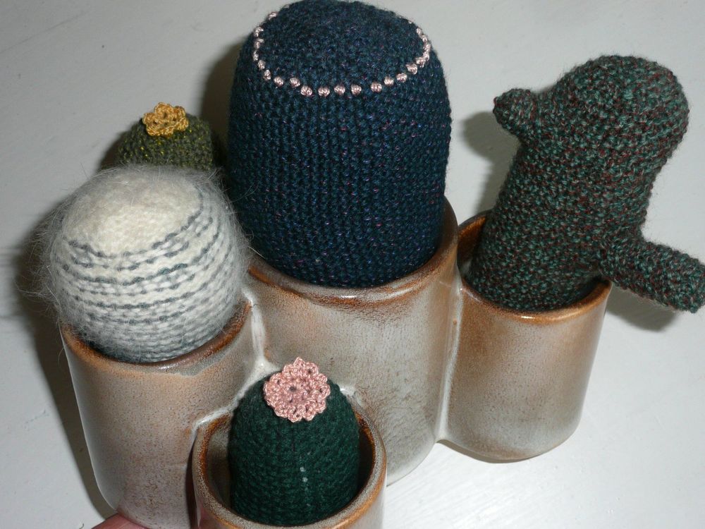 Kaktus benötigt kein Licht, kein Wasser, blüht immer Kaufen auf Ricardo