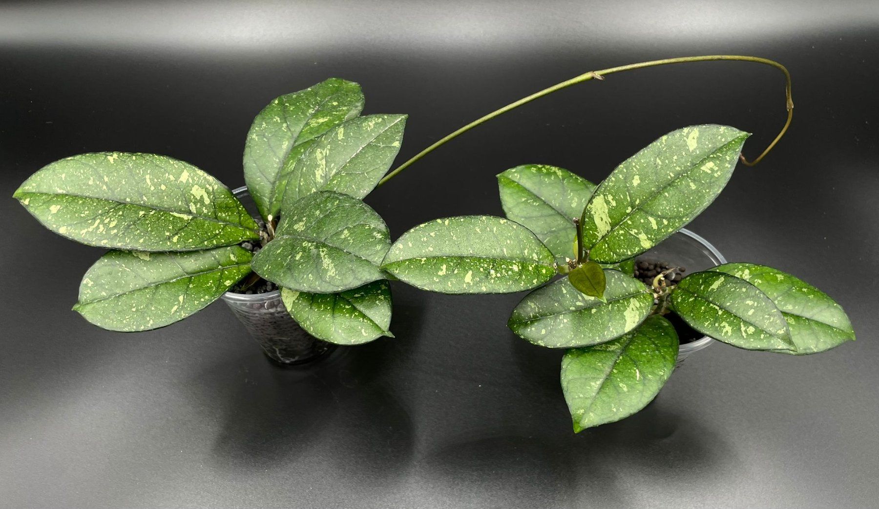 Piante & sementi: Hoya crassipetiolata in Stratum 2/2 – Nuovo (secondo la descrizione) da Bühler venduto da googelibear 2