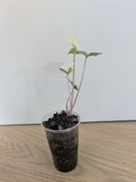Syngonium albo variegata - Rare
