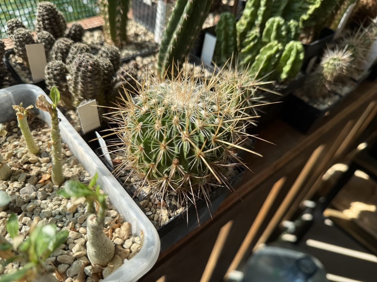 Pflanzen & Samen: Stenocactus lamellosus – Gebraucht aus Rorbas von SimS0n