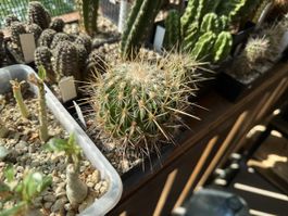 Stenocactus lamellosus