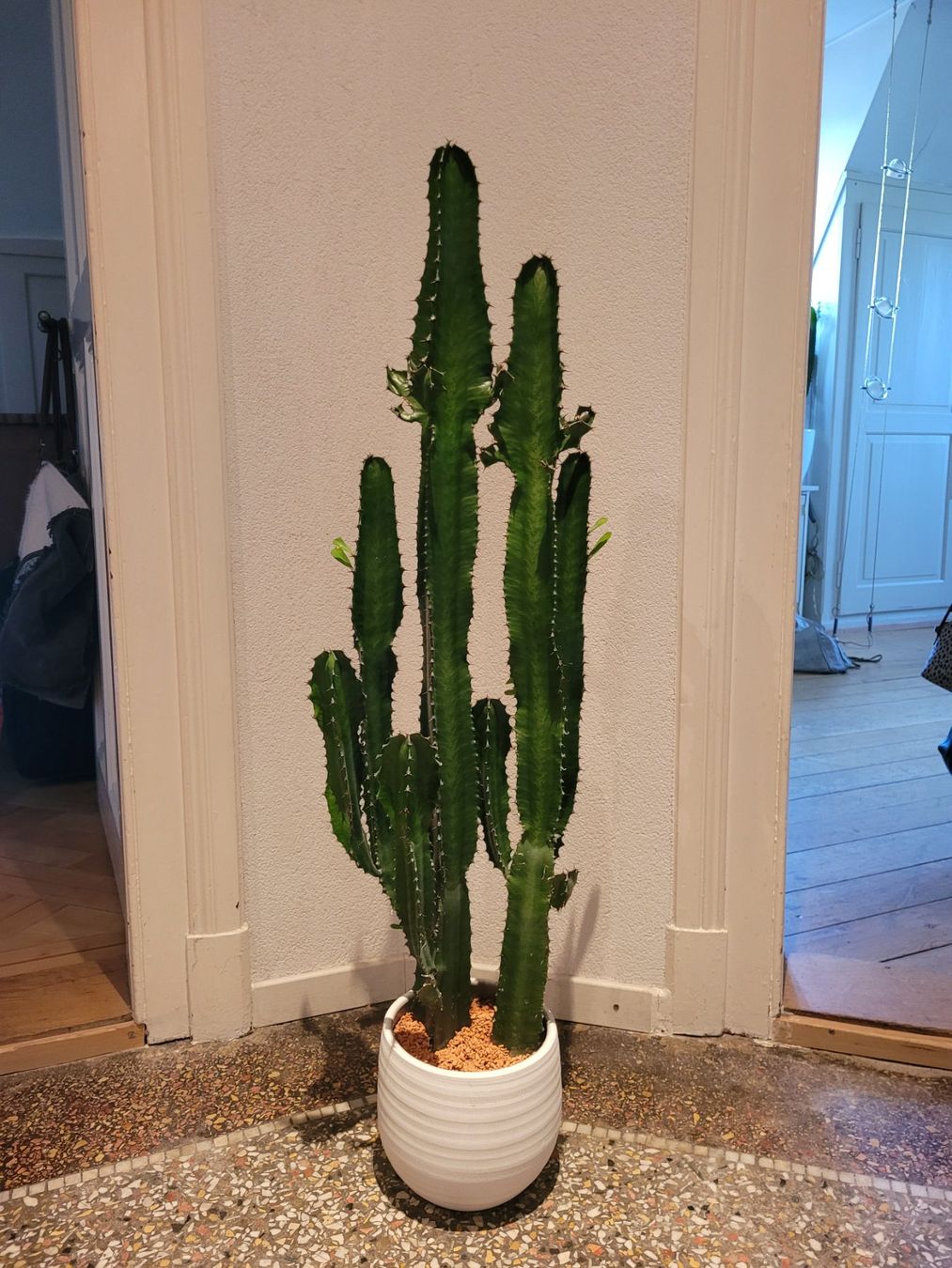 Plantes & graines: Kaktus 106cm – D'occasion à Bern par Franziska03