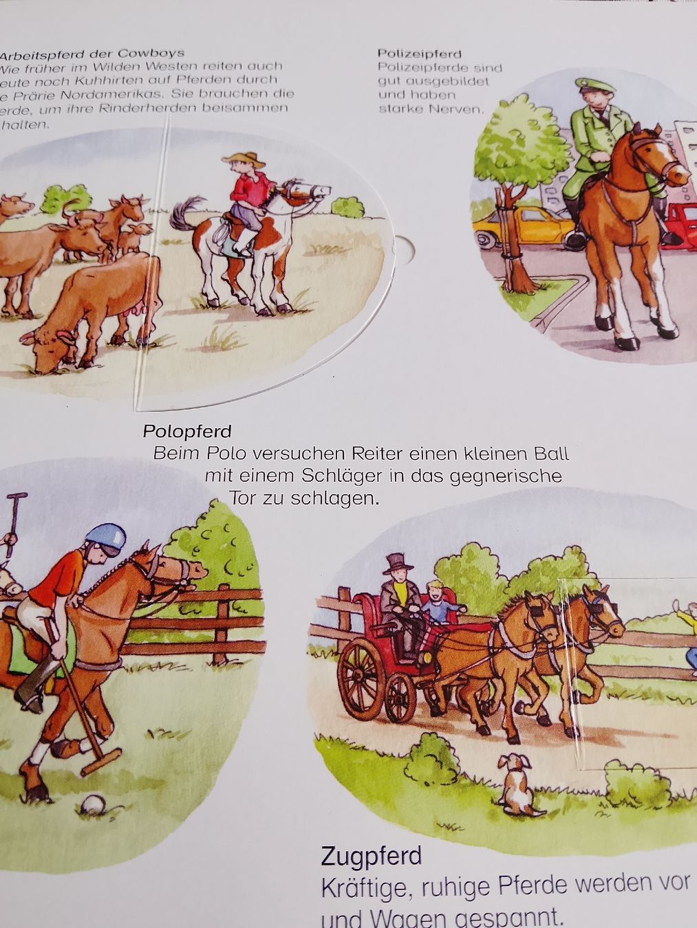 Libri: Pferde und Ponys  – Usato da Volken venduto da katz5 5