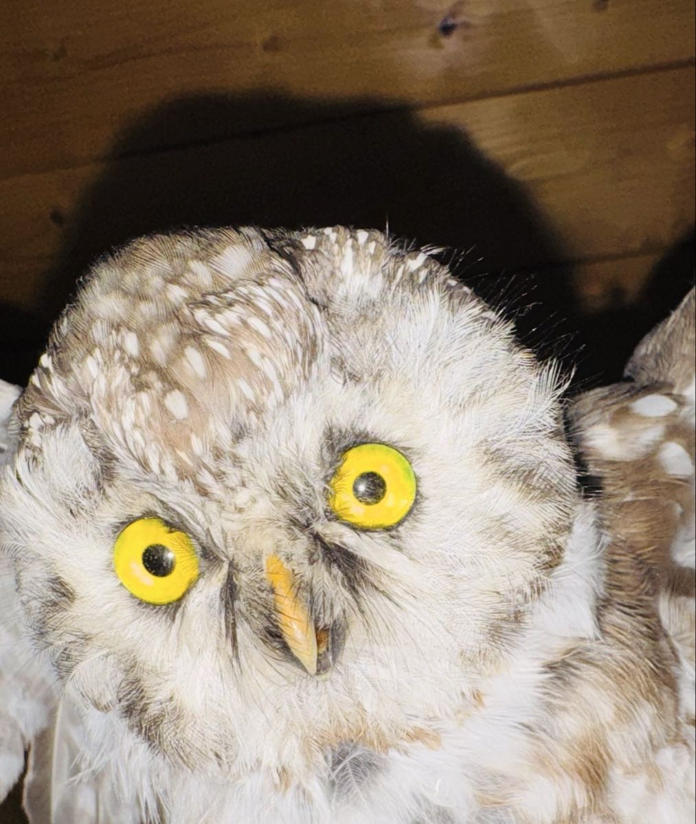 Il mondo degli animali: Civetta tassidermizzata su base in legno – Usato da Volketswil venduto da mau_9pxs 3