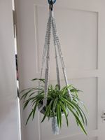 Spider plant Pflanze + Topf + makrame Blumenampel