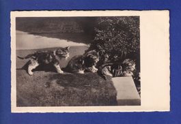 CHAT - Plein de chatons