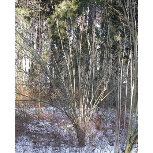 Piante & sementi: Arbre aux haricots bleus  PLANT 15-20cm – Nuovo (secondo la descrizione) da Bremblens venduto da FIBONACCI369 6