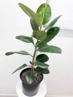 FICUS ELASTICA ROBUSTA Pflanze, Gummibaum 100 cm