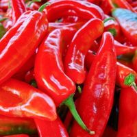 50 Samen PAPRIKA ITALIAN RED MARCONI